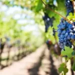 Difference between winery and vineyard