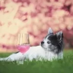 Can Dogs Have Wine