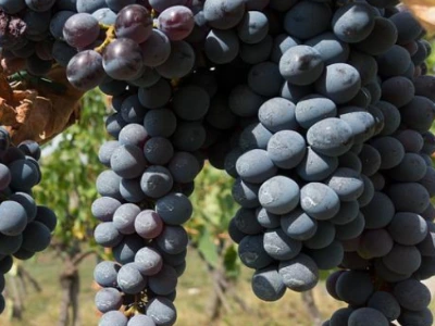 Is chianti sweet or dry
