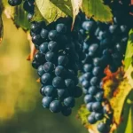 Does-Organic-Wine-Have-Sulfites