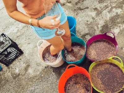 crushing grapes for wine