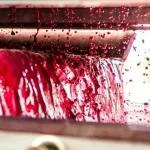 grapes-for-wine