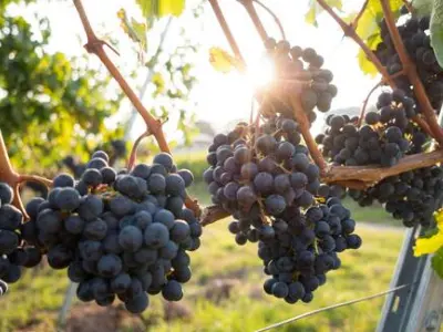 winemaking