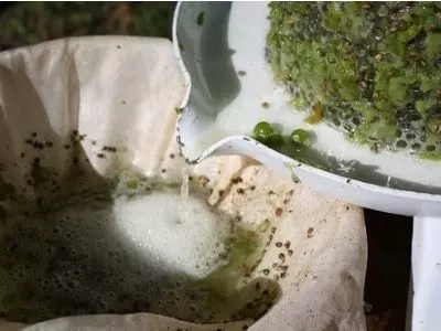 Homemade Wine from green grapes