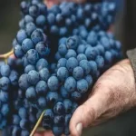 Is Tempranillo Wine Sweet?