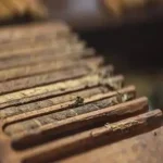 Many cigars in a line together in a humidor