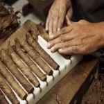 person rolling multiple cigars and putting them in a box