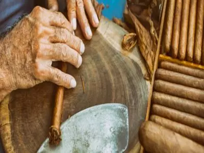Person rolling and shaping a cigar